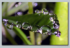 photo "Droplets"