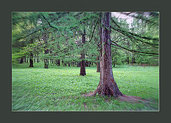 photo "Deep forest"