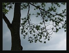 фото "Before the Storm"