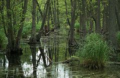 photo "swamp"