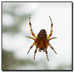 photo "Spiderman"