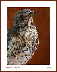 photo "Chik"