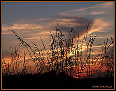 photo "Sunset Silhouettes"