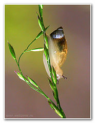 photo "***"