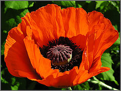 photo "scarlet"
