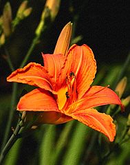 фото "Lily and the Ants"