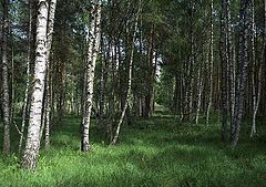 photo "wood"