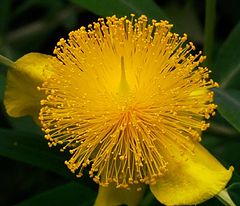 фото "St. John"