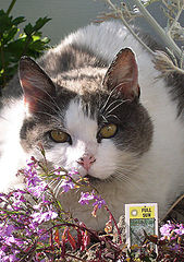 photo "When planting your cat, check location."