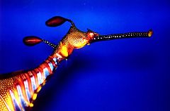 photo "Creature of the Deep"