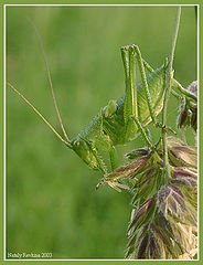 photo "Inhabitant of Boboshin meadow"