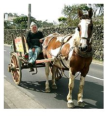 фото "Milkman"