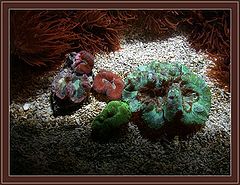 photo "Alien Life Form"
