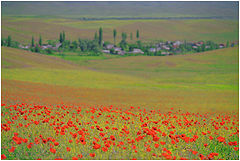 фото "Маки"