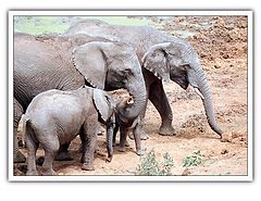 фото "Elephants"
