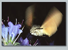 photo "Flying "beast""