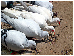 фото "Breakfast..."