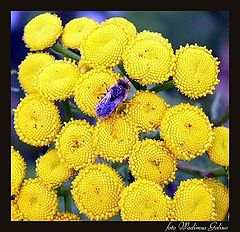 photo "Marsh florets."