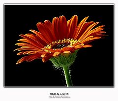 фото "Красное и свет-4"