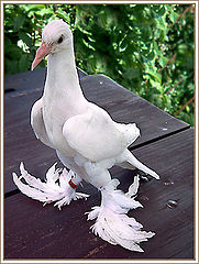 фото "Stork"