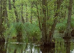 photo "Marsch"