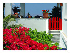 фото "The house with the red bougainvillea"
