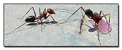 фото "Ants"