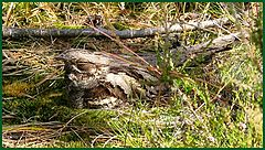 фото "European Nightjar"