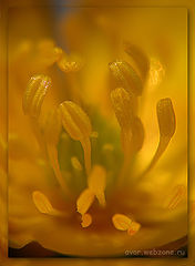 photo "Mystery of a flower"