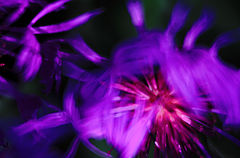 фото "blue"