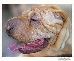 фото "Sharpei 2"