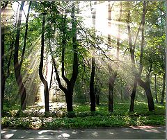 photo "Morning in Sokolniki"