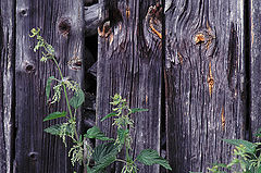 фото "country"