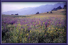 photo "The instant when poppies light up and mountains co"