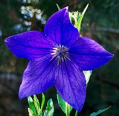 фото "Blue"