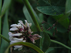 photo "Untitled photo"