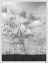 photo "the Whistles"