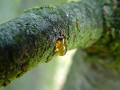 photo "King Size"