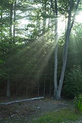 фото "Rays of light"