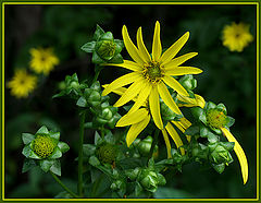 photo "Alpha and Omega"