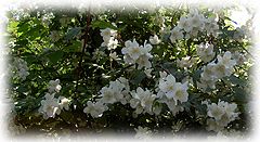 фото "Jasmin"