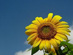 photo "Mirasol mirando el sol"