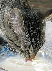 photo "i`m thirsty"