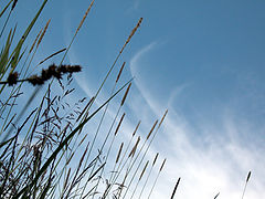 photo "Sky"