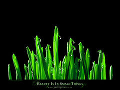 photo "Beauty is in small things"