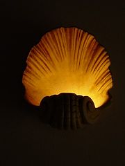 photo "Shell"
