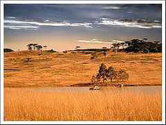 photo "Winter field"