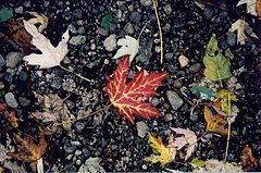 фото "Canadian Maple Leaf"