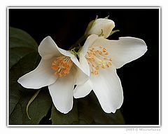фото "--**--"