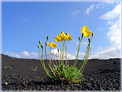 photo "Last stronghold"